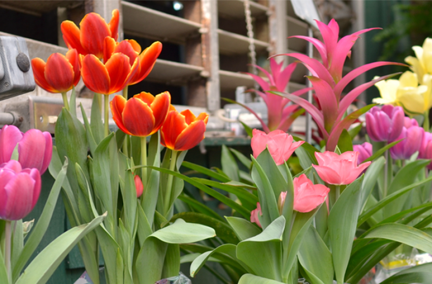 Houseplants, McDonald Garden Center