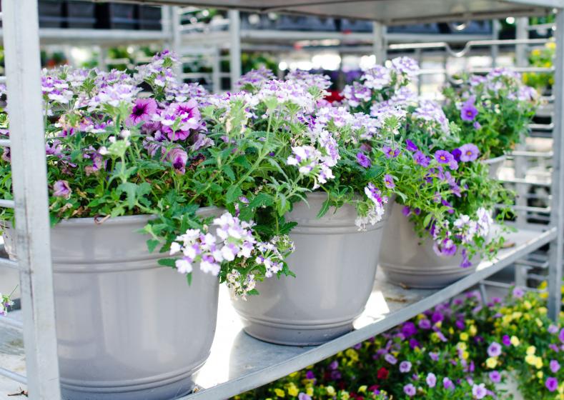 Pre-made Container Garden, McDonald Garden Center