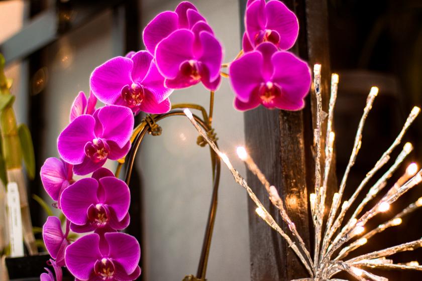 Moth Orchid