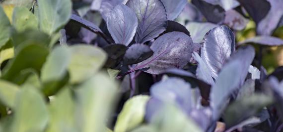 How to Start Your Fall Veggie Garden