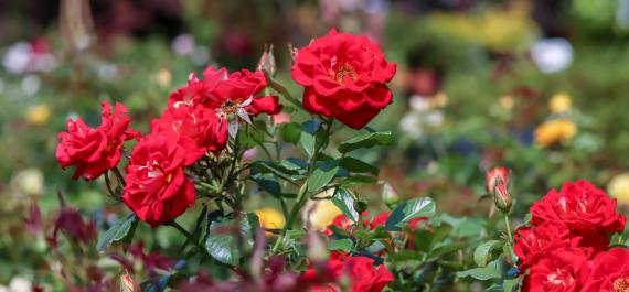 Your Southeastern Summer Garden Checklist