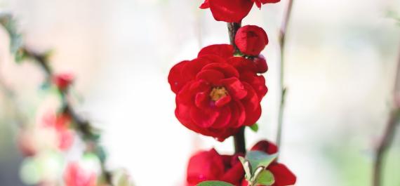 Everything You Need to Know About Quince