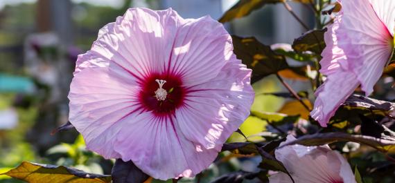 Top 5 Proven Winner Hibiscus Perennial Varieties You Can Plant Right Now