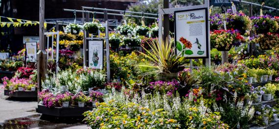 How to Plant a Pollinator Garden