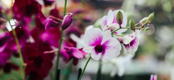 7 Things You Need to Know about Dendrobium Orchids