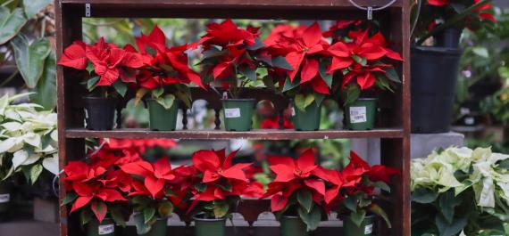 A Beginner’s Guide to Poinsettia Placement, Care, and Longevity