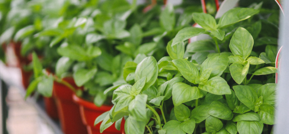Herb Gardening Made Easy: Grow Culinary Favorites in Small Spaces