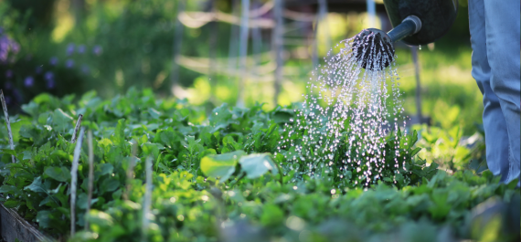Summer Garden Survival: Watering Tips to Beat the Heat