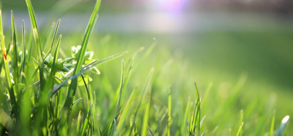 Prep Your Lawn for Fall: Why Weed & Feed Matters Now