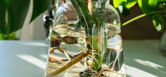 Rooted in Success: How to Propagate Plants from Cuttings