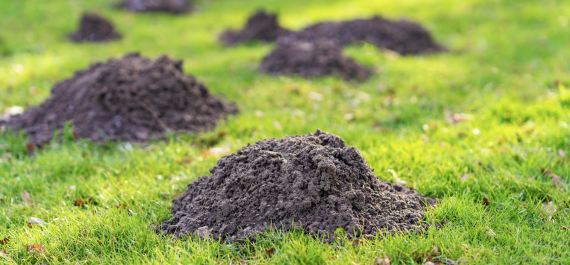 The Secret to Getting Rid of Moles & Voles
