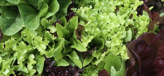 From Summer to Supper: Planting Cole Crops for a Tasty Fall
