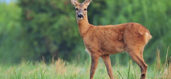 5 Deer-Resistant Plants You Need to Add to your Landscape