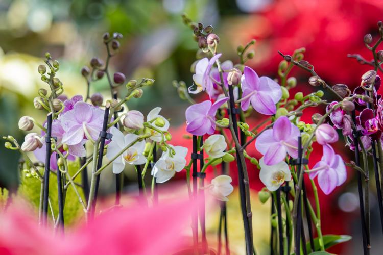 Houseplants, McDonald Garden Center