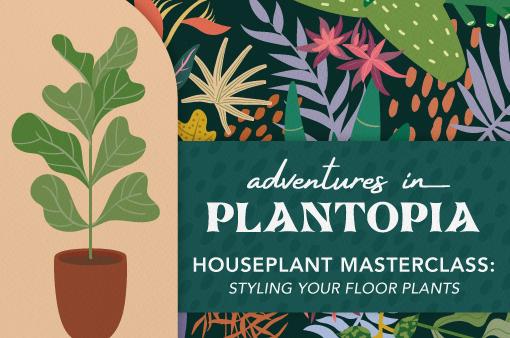 Houseplant Masterclass: Styling your Floor Plants