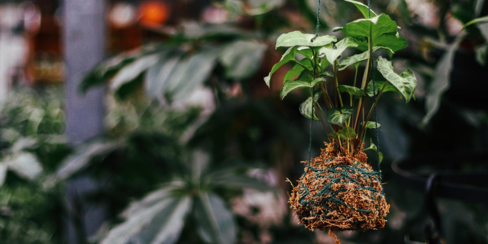 Make Your Own Kokedama Workshop