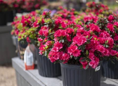 Trees & Shrubs, McDonald Garden Center