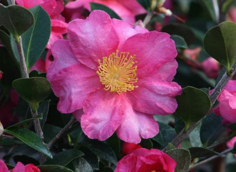 Camellias
