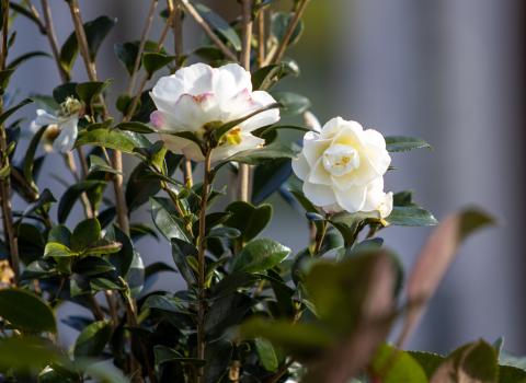 Camellias