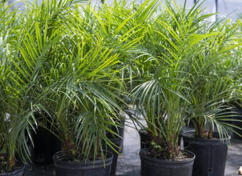 Roebelenii Pheonix Palm