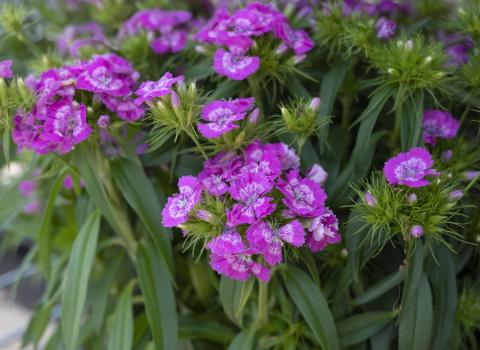 Dianthus, McDonald Garden Center