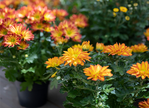 Florist Mums