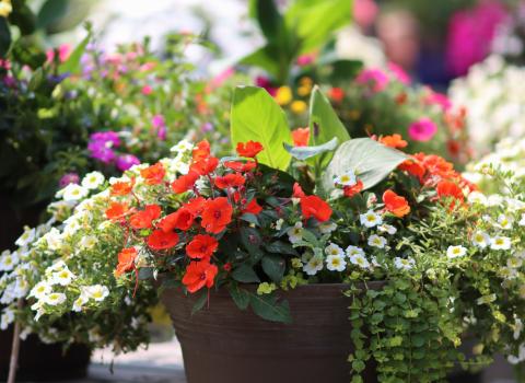 Annual Combo Planters
