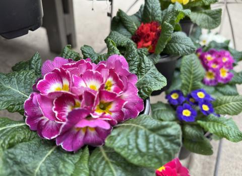 Primula