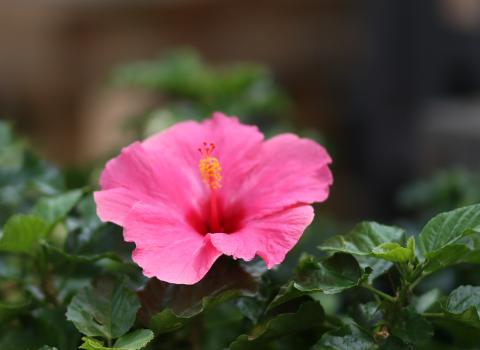 Tropical Hibiscus