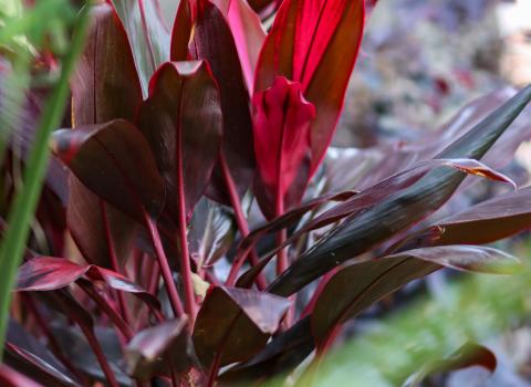Cordyline