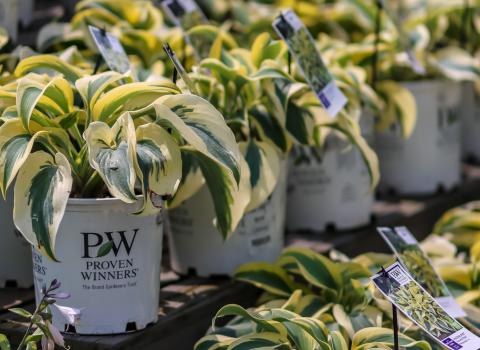 Proven Winners Hostas