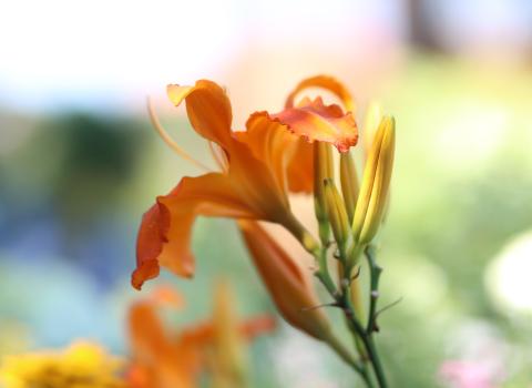 Daylilies