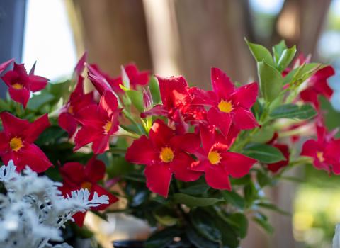 Mandevilla