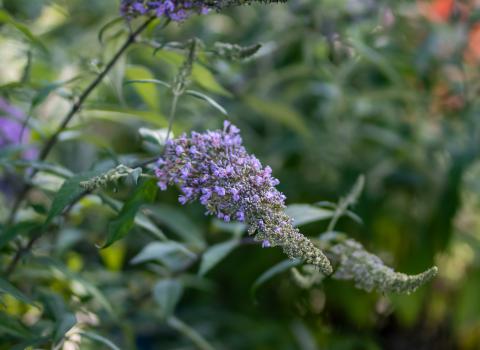 Proven Winners Butterfly Bush Pugster Blue