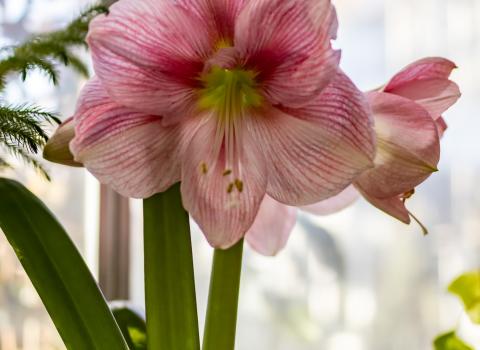 Amaryllis