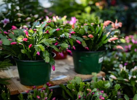 All Holiday Cactus