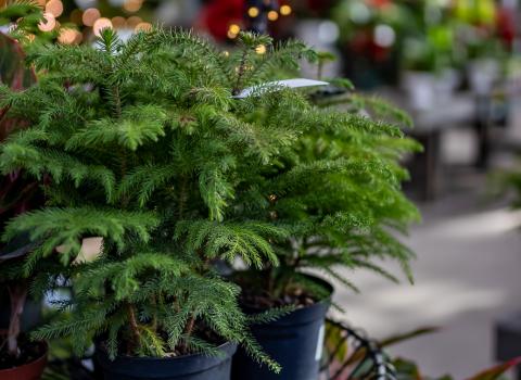 Norfolk Island Pine 6-inch