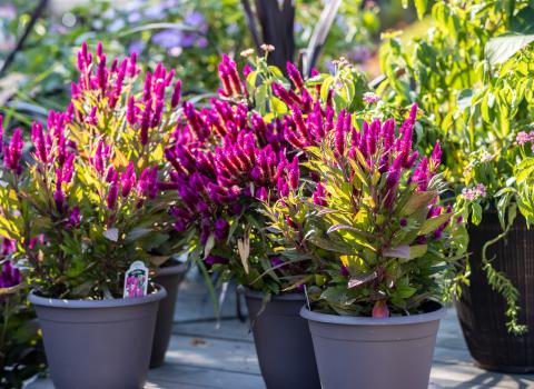 Celosia Patio Pots