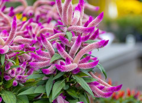 Celosia