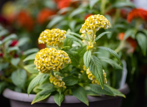 Celosia Patio Pots
