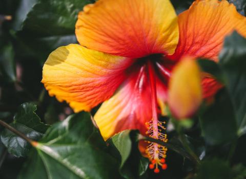 Tropical Hibiscus