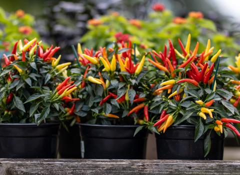 Ornamental Peppers