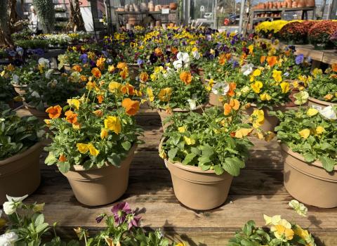 Pansy Patio Pots