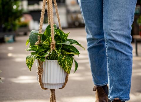 All Macrame Hangers