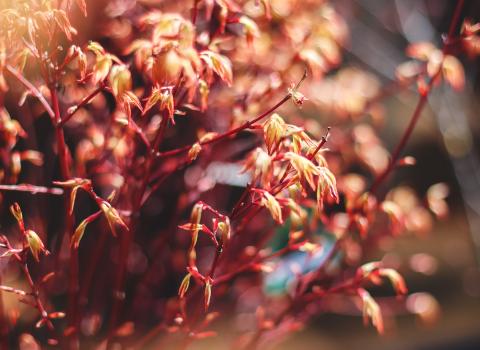 Japanese Maples 3-Gallon