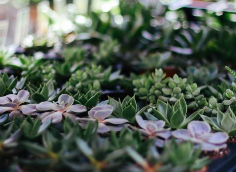 Mini Succulents & Foliage