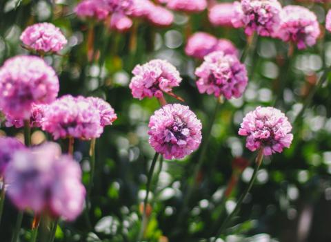 Armeria Dreameria 