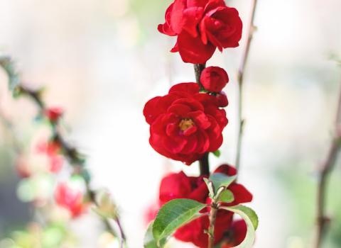 Quince Double Take