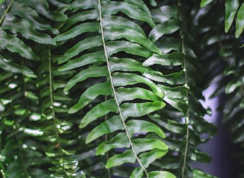 Macho Fern