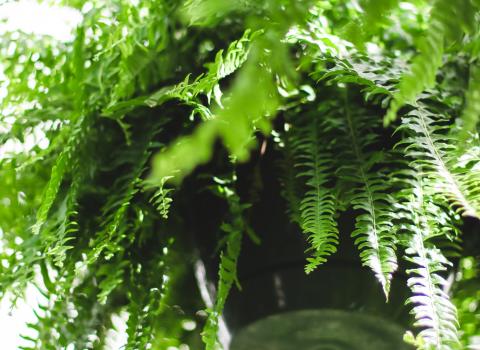 Boston Fern Compacta